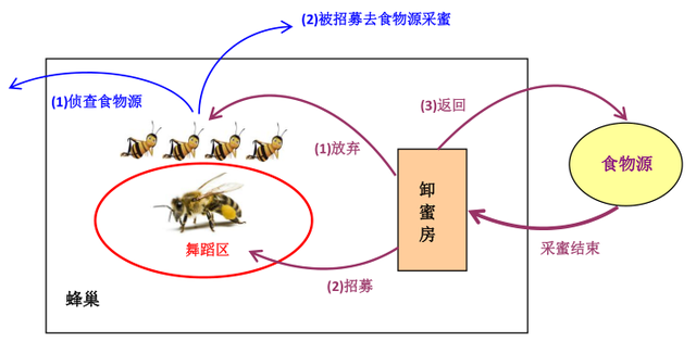 蜜蜂具有群智能应必备的两个条件:自组织性和分工合作性.