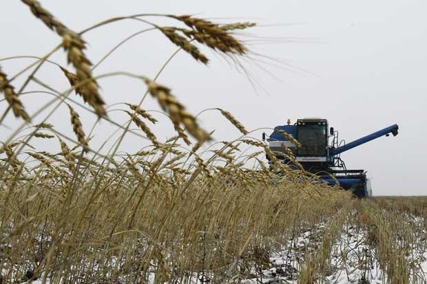 A combine harvester works on a wheat field